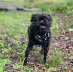 Un Griffon Bruxellois sur une surface herbacée et portant un collier autour du cou
