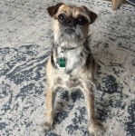 Un Griffon Bruxellois assis sur un tapis et portant un collier autour du cou