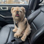 Un Griffon Bruxellois assis sur le siège d'une voiture et portant un harnais 