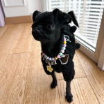 Un Griffon Bruxellois sur un plancher et portant un collier autour du cou