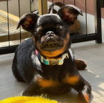 Un Griffon Bruxellois allongé sur un plancher et portant un collier autour du cou