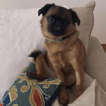 Un Griffon Bruxellois assis sur un canapé et portant un collier autour du cou 