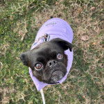 Un Griffon Bruxellois assis sur une surface gazonnée et portant un habit pour chien 