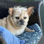 Un Griffon Bruxellois allongé dans un fauteuil et regardant vers la caméra 
