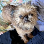 Un Griffon Bruxellois assis sur un lit et semblant détendu 