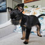 Un Griffon Bruxellois sur un canapé et regardant vers la caméra 