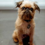 Un Griffon Bruxellois assis sur une surface bétonnée et portant un collier autour du cou