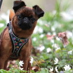 Un Griffon Bruxellois sur une surface bétonnée et portant un harnais
