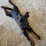 Un Griffon Bruxellois allongé sur une moquette et semblant détendu