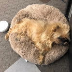 Un Griffon Bruxellois allongé dans un panier et semblant détendu 