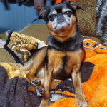 Un Griffon Bruxellois assis et semblant détendu 