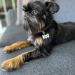 Un Griffon Bruxellois allongé sur un canapé et portant un collier autour du cou