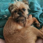 Un Griffon Bruxellois allongé et regardant vers la caméra 