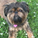 Un Griffon Bruxellois sur une surface herbacée et portant un collier autour du cou