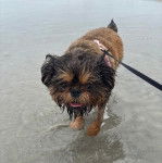 Un Griffon Bruxellois dans l'eau et qui est tenu en laisse 