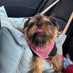 Un Griffon Bruxellois dans un panier et portant un harnais