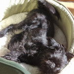 Un Griffon Bruxellois allongé dans un panier et semblant détendu 