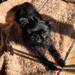 Un Griffon Bruxellois allongé et regardant vers la caméra 