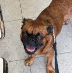 Un Griffon Bruxellois sur un sol carrelé et qui est tenu en laisse