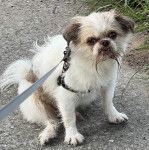 Un Griffon Bruxellois regardant vers la caméra et qui est tenu en laisse 