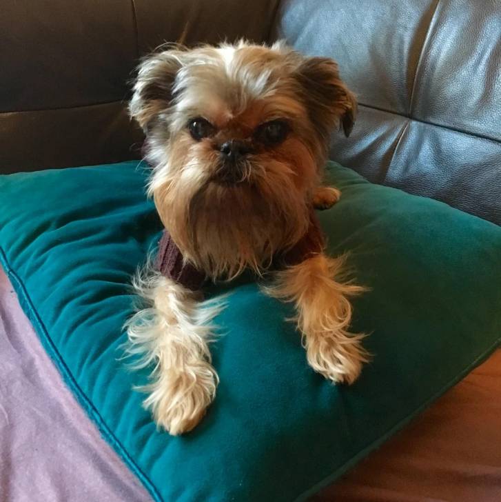 Un Griffon Bruxellois allongé et regardant vers la caméra