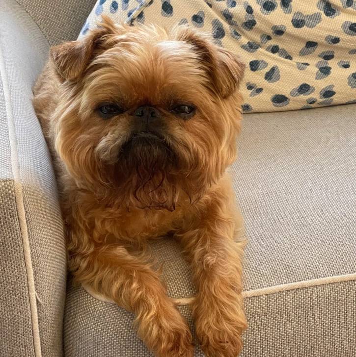Un Griffon Bruxellois allongé sur un canapé et regardant vers la caméra 