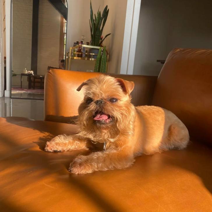 Un Griffon Bruxellois assis sur un canapé et portant un collier autour du cou