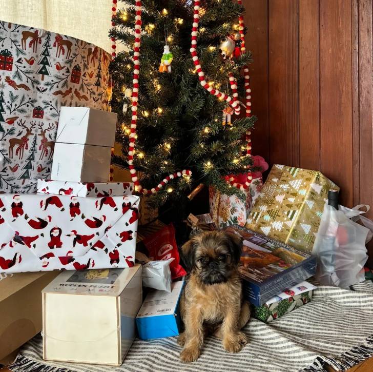 Un Griffon Bruxellois assis devant un arbre de Noël