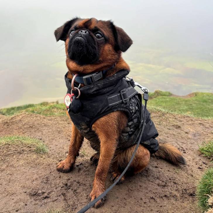 Un Griffon Bruxellois assis et qui est tenu en laisse 