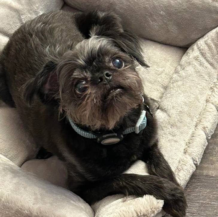 Un Griffon Bruxellois allongé dans un panier et portant un collier autour du cou