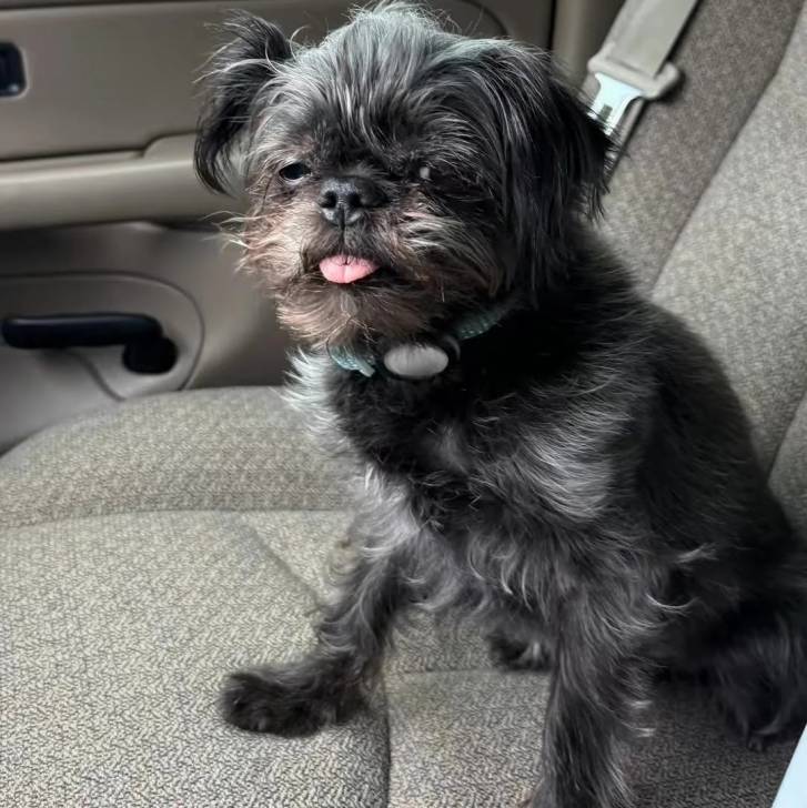 Un Griffon Bruxellois assis sur le siège d'une voiture et tirant la langue