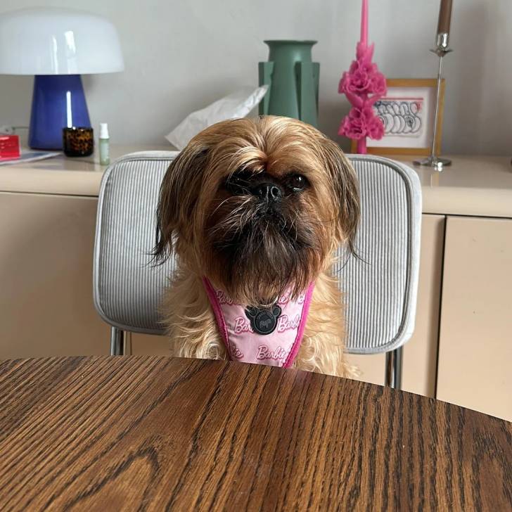 Un Griffon Bruxellois assis sur une chaise et portant un collier autour du cou