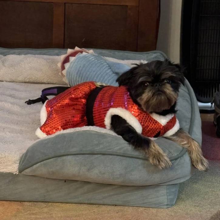 Un Griffon Bruxellois allongé dans un panier et portant un habit pour chien
