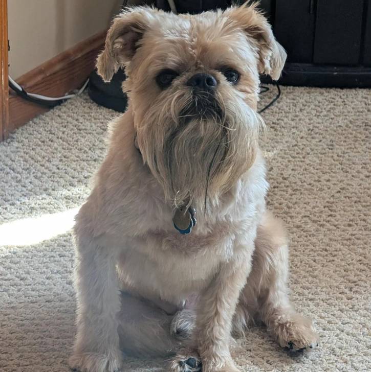 Un Griffon Bruxellois assis sur une moquette et portant un collier autour du cou