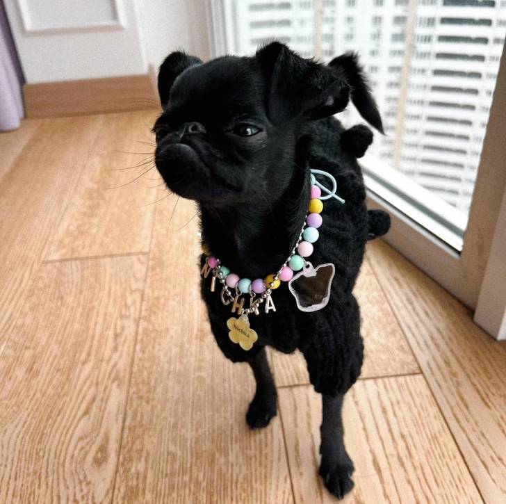 Un Griffon Bruxellois sur un plancher et portant un collier autour du cou