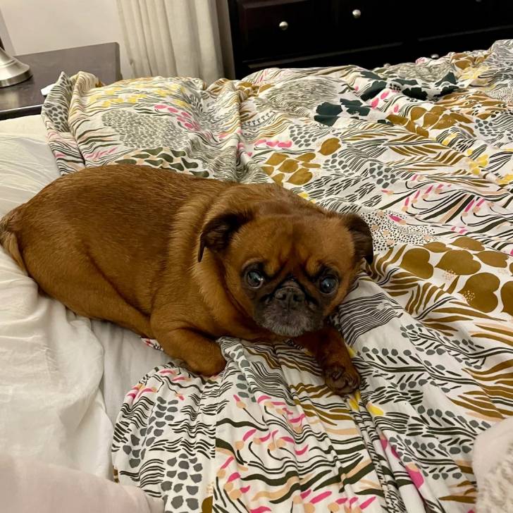 Un Griffon Bruxellois allongé sur un lit et semblant détendu