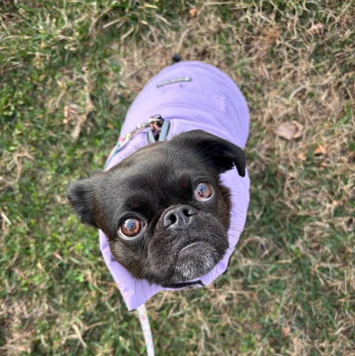 Un Griffon Bruxellois assis sur une surface gazonnée et portant un habit pour chien 