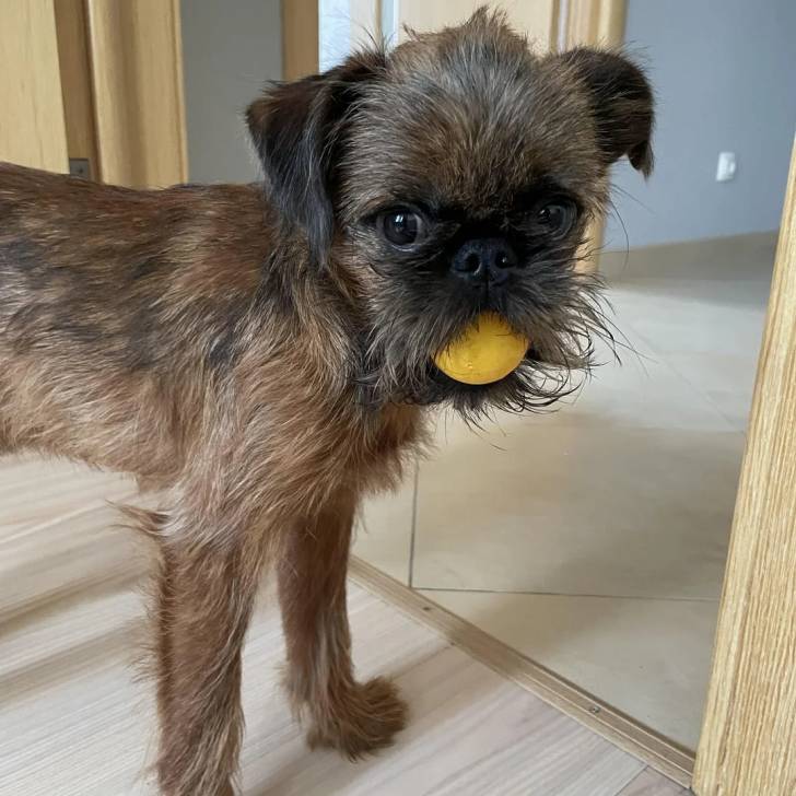 Un Griffon Bruxellois sur un tapis et ayant une balle dans sa gueule 