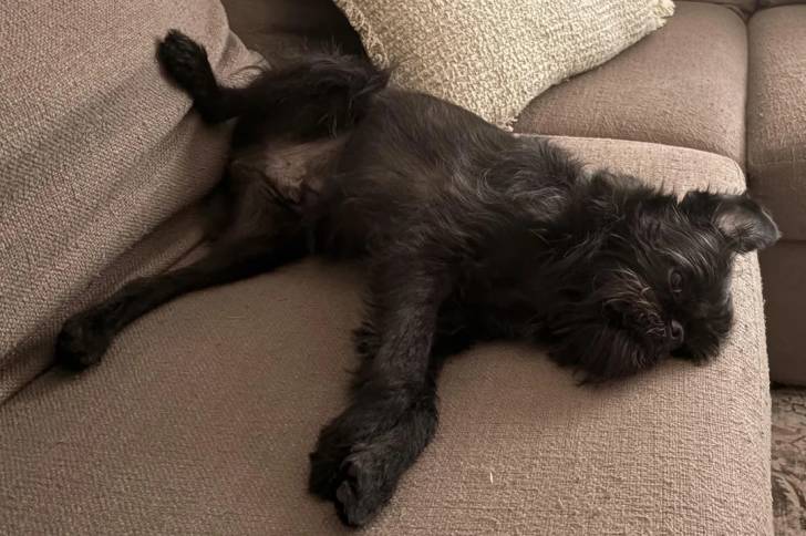 Un Griffon Bruxellois allongé sur un canapé et semblant détendu 