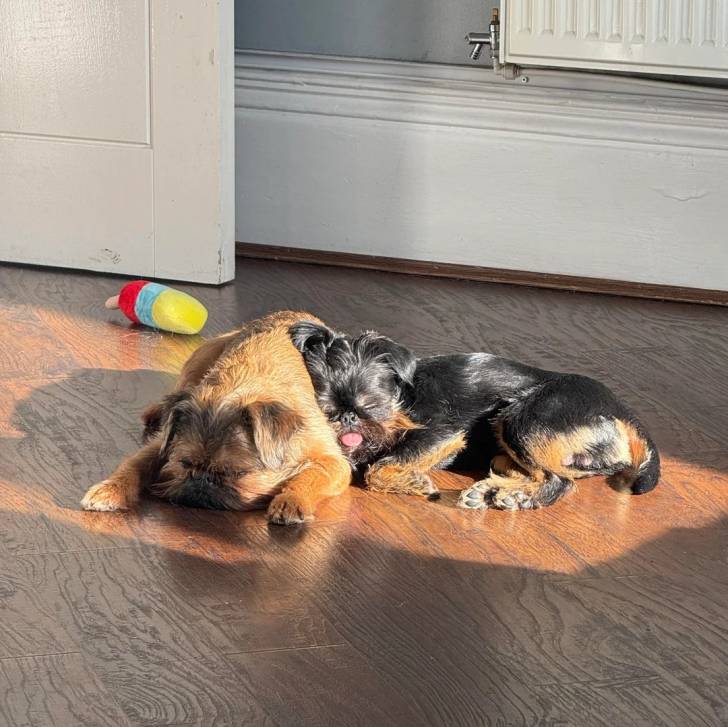 Deux Griffon Bruxellois allongés sur un plancher et semblant tous deux dormir 