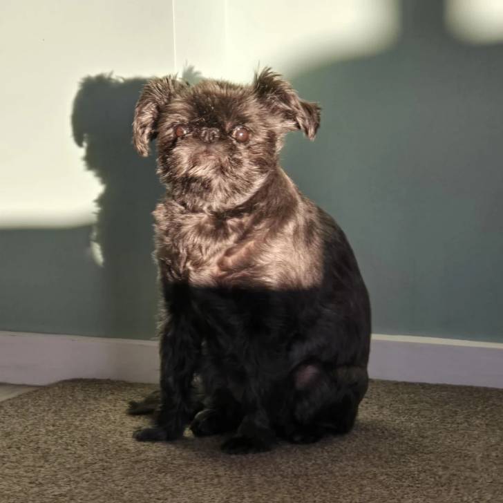 Un Griffon Bruxellois assis sur une moquette et semblant détendu 
