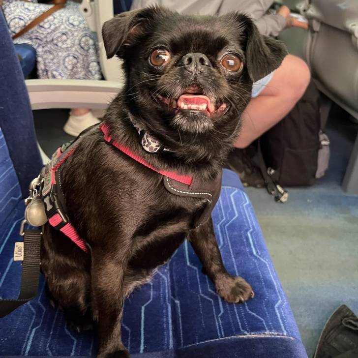 Un Griffon Bruxellois assis sur le siège d'un avion et portant un harnais 