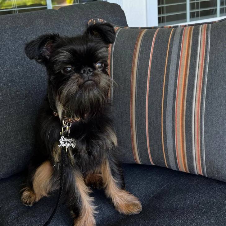 Un Griffon Bruxellois assis sur un canapé et qui est tenu en laisse 