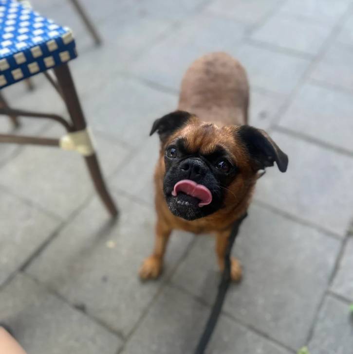 Un Griffon Bruxellois sur un sol pavé et qui est tenu en laisse 