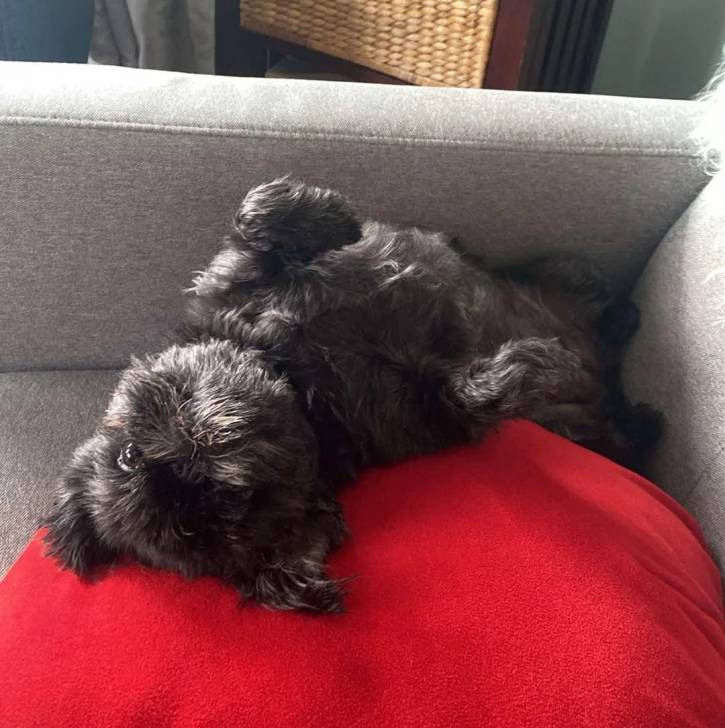 Un Griffon Bruxellois allongé sur un canapé et semblant détendu 
