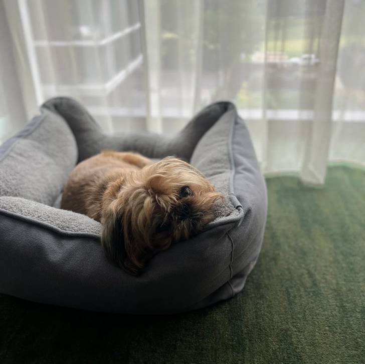 Un Griffon Bruxellois allongé dans un panier et semblant détendu 