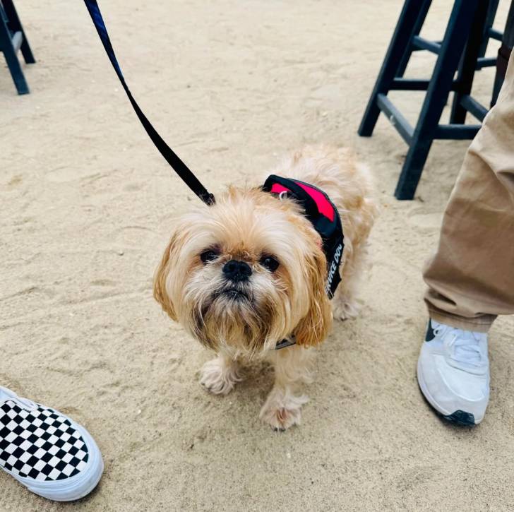 Un Griffon Bruxellois sur une surface sableuse et qui est tenu en laisse 