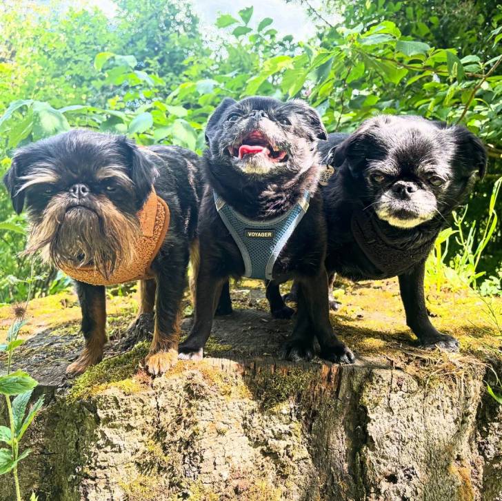 Trois Griffon Bruxellois sur un tronc d'arbre et portant tous les trois un harnais 
