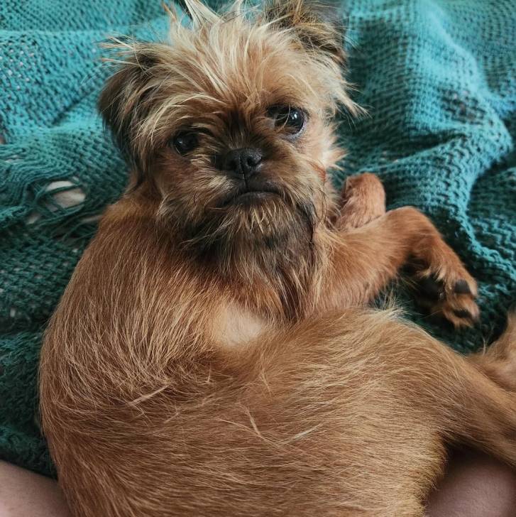 Un Griffon Bruxellois allongé et regardant vers la caméra 