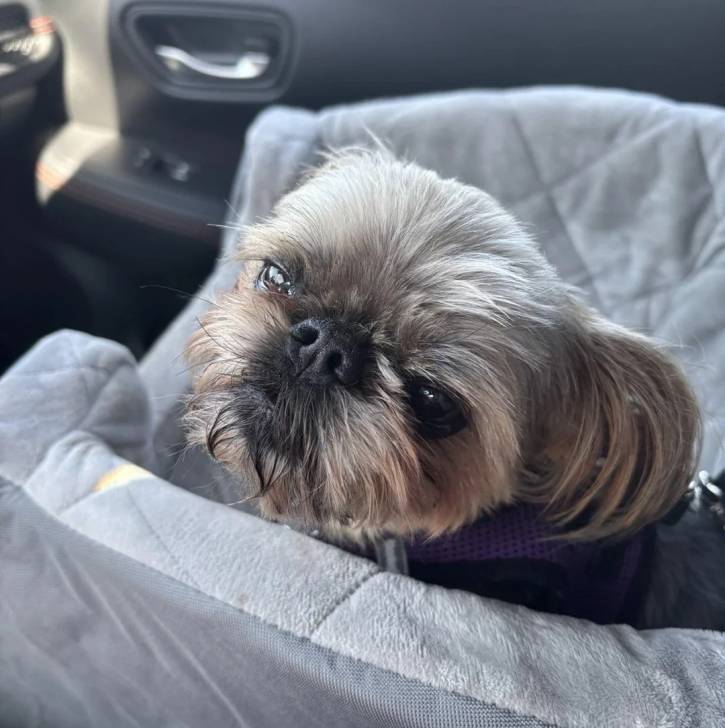 Un Griffon Bruxellois portant un harnais et regardant vers la caméra 